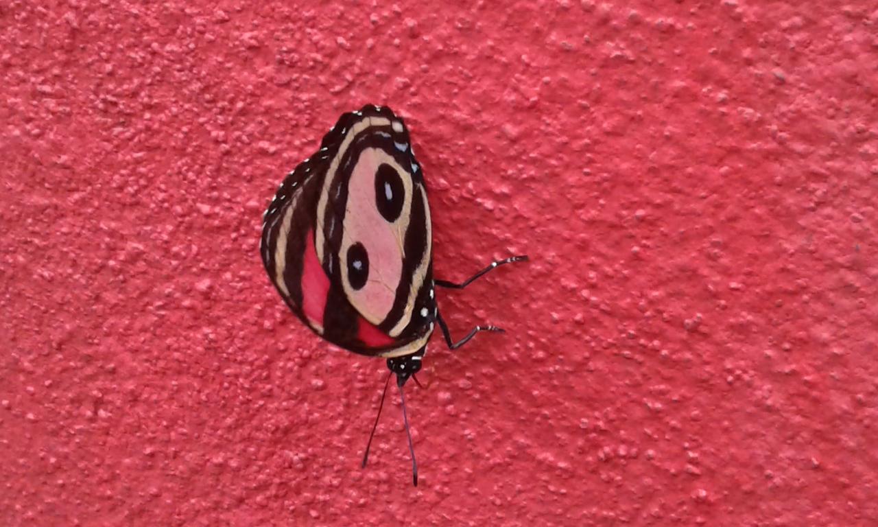 El Nido Rojo * Sámara
