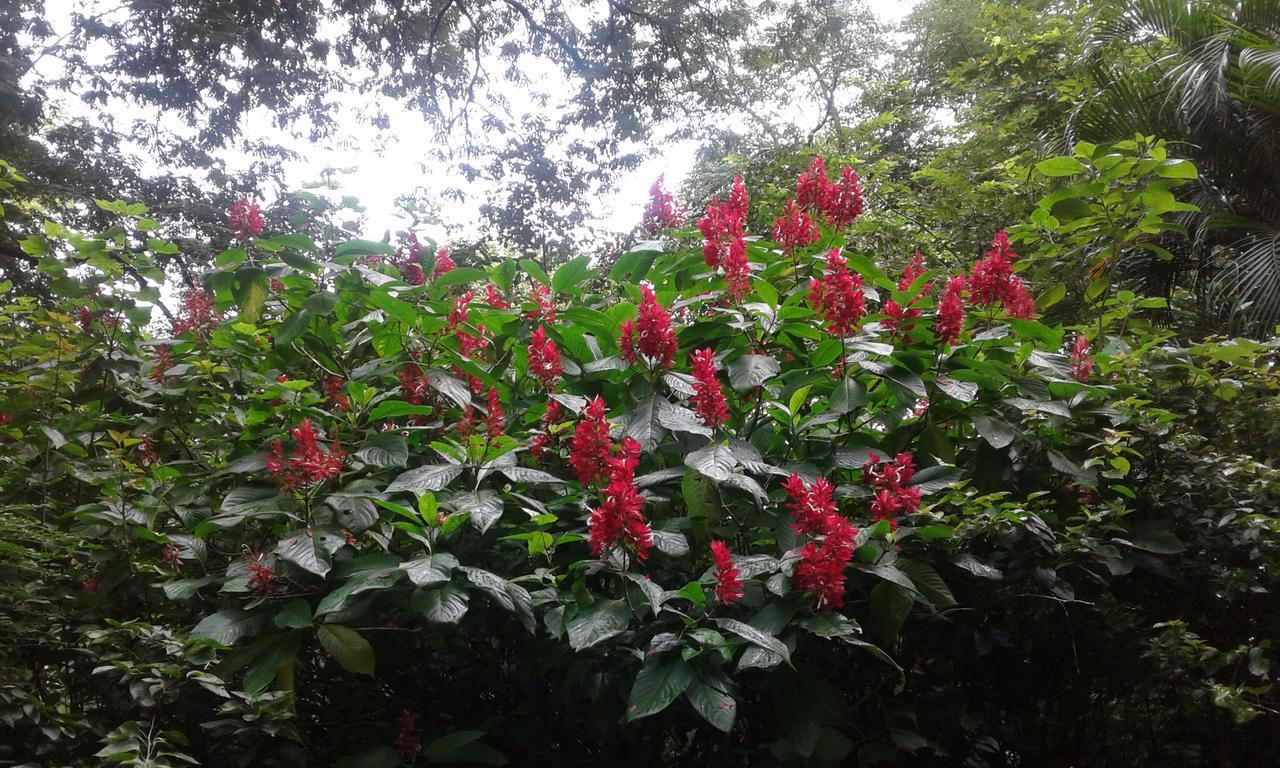 El Nido Rojo Bed and breakfast *